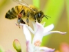 bee-and-flower