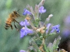 beeincatmint2